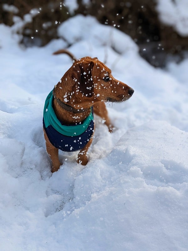 达克斯猎犬在雪