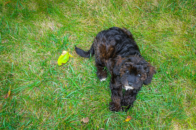 Cavapoo幼犬