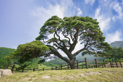 松树