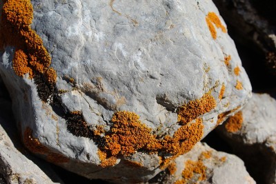 山上岩石上的橙色斑点(地衣)。波斯尼亚和黑塞哥维那的Bjelasnica山。