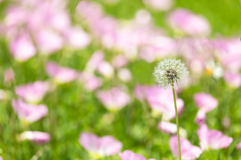 蒲公英绒毛和花田