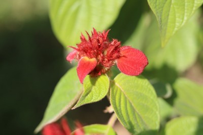 红色的热带山茱萸花