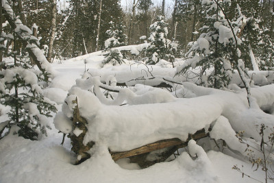 森林里白雪覆盖的树木