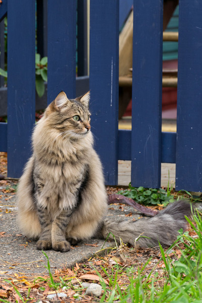 猫在前面
