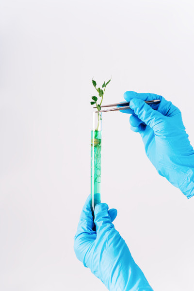 研究植物的微生物。戴着手套的手拿着试管里的绿芽样本。