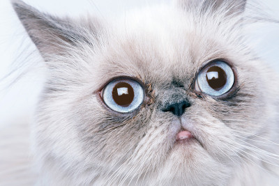 嘴巴臭的猫