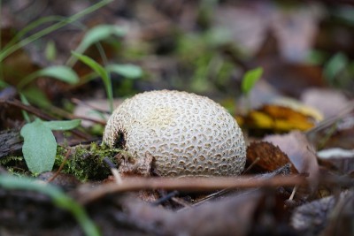 蒲团蘑菇在森林景观