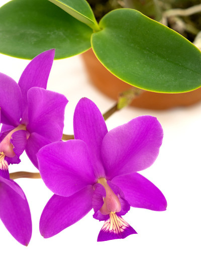 卡特里亚花
