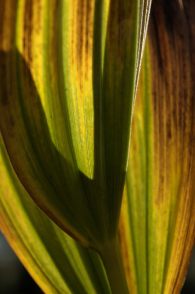 龙胆lutea;秋天颜色的苦根