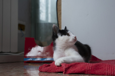 猫