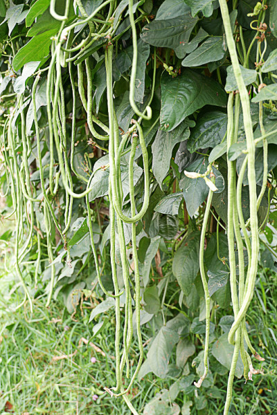 院子里长着新鲜的菜豆