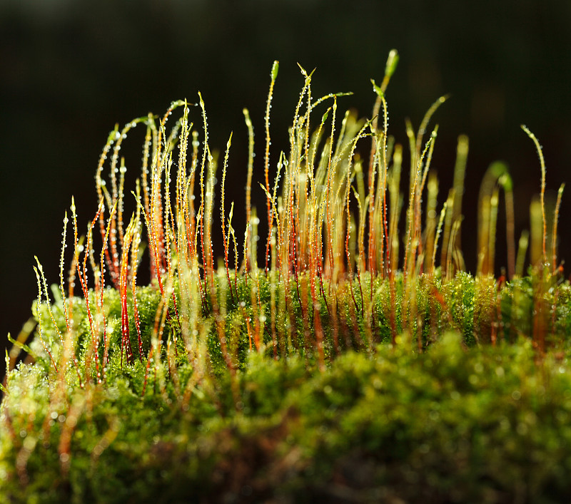 露水和生长的苔藓