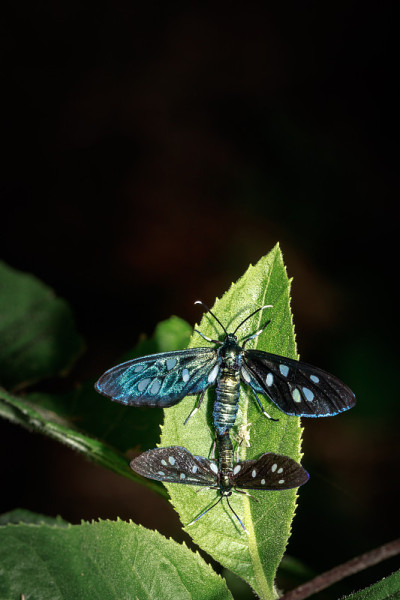 两只Heady Maiden moth (Amata kuhlweini)正在交配，乌干达，非洲