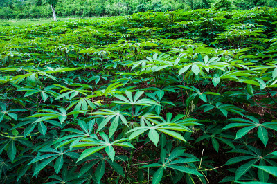 木薯农场