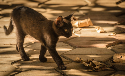 小猫