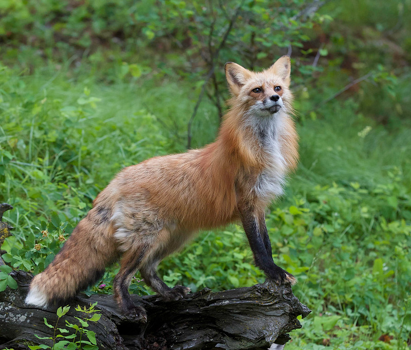 红狐狸