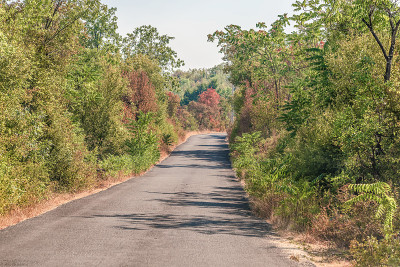 黑山巴尔干山脉森林中的道路。