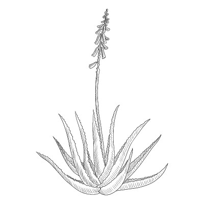 矢量绘制芦荟植物
