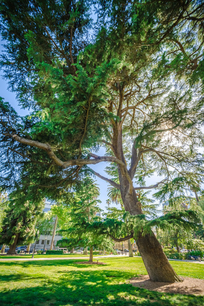 加州萨克拉门托市的天际线和街景