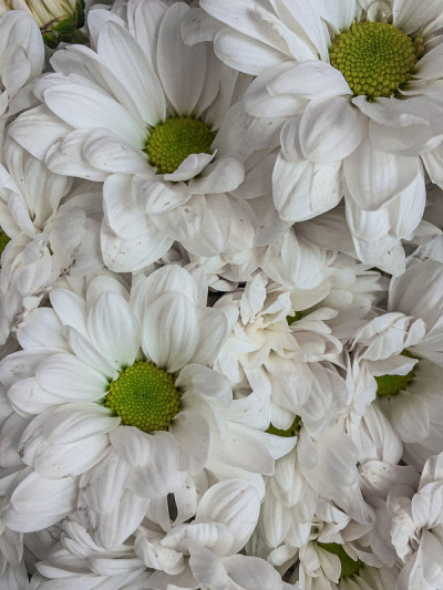 近看白色菊花
