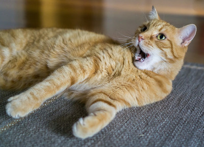 姜猫张开嘴