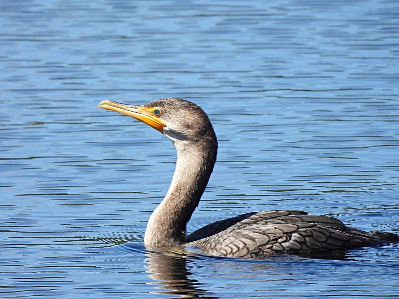 双冠鸬鹚(Phalacrocorax auritus)在佛罗里达湿地游泳