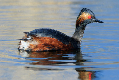 黑necked Grebe (Podiceps nigricollis, Podiceps casp