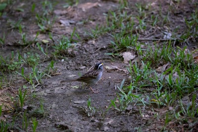 White-Throated麻雀觅食