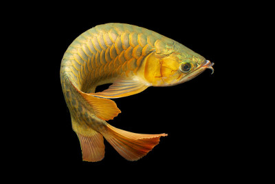 金背龙鱼(Cross Back Golden, CBG)