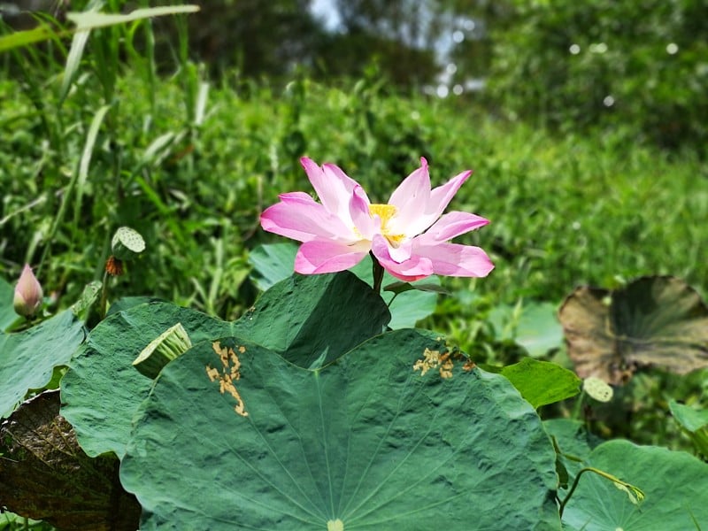 池塘里睡莲花的特写。