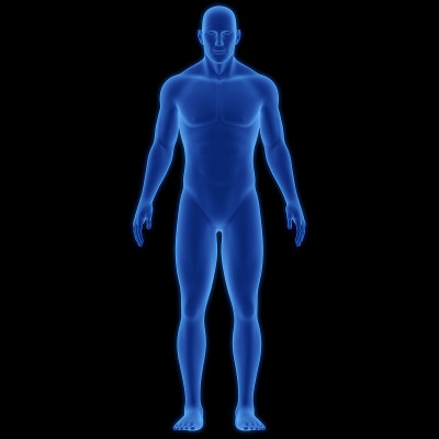 人体男性肌肉解剖
