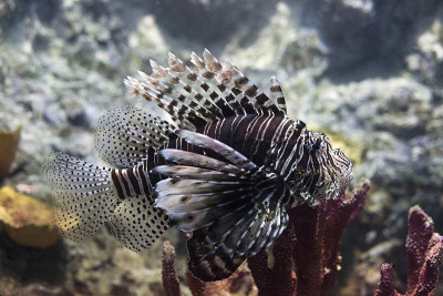 魔鬼狮子鱼(翼狮英里)热带鱼在水族馆