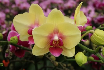 蝴蝶兰花和兰花在农场种植