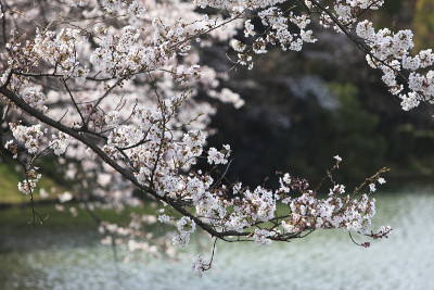 大泽池塘和樱花