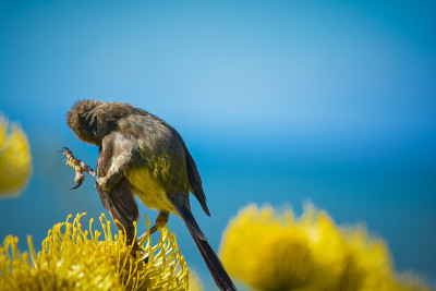 普罗塔斯的sugerbirds角