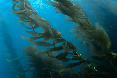 Wide Angle View of Underwater Kelp Forest Catalina