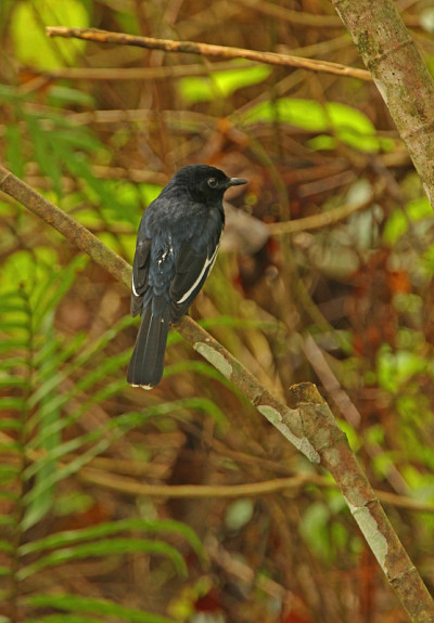 东方Magpie-robin