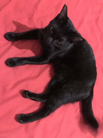 特米猫