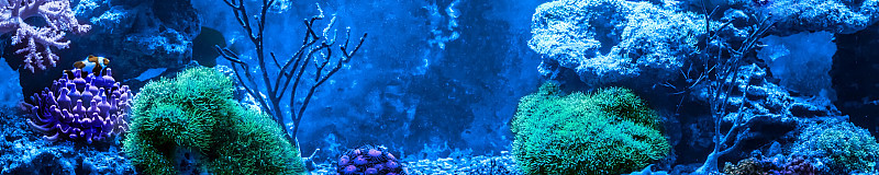 珊瑚礁缸，海洋水族馆，充满了鱼类和植物。水平照片横幅为网站标题。