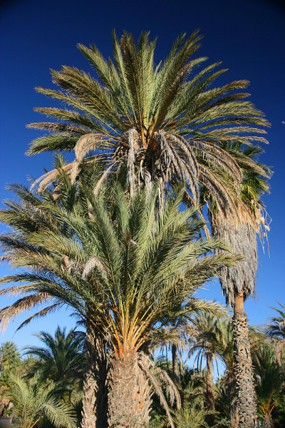 Laguna (lagoon) de San Ignacio, San Ignacio, Baja 