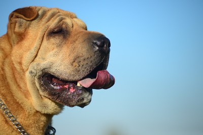 Sharpei