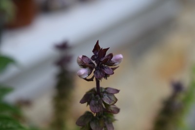 紫花配白花