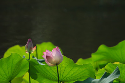 莲花