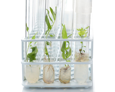 体外培养植物