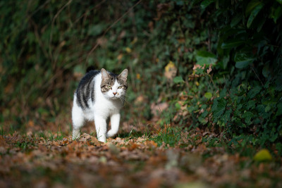 猫