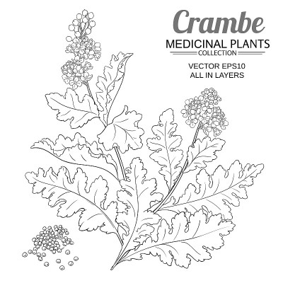 白色背景上的克拉姆植物插图