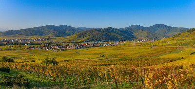 葡萄园和小镇风景Kaysersberg，在法国阿尔萨斯