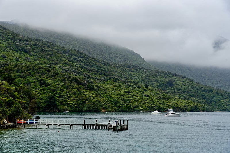 在新西兰南岛的马尔伯勒海峡，一个多雾的日子