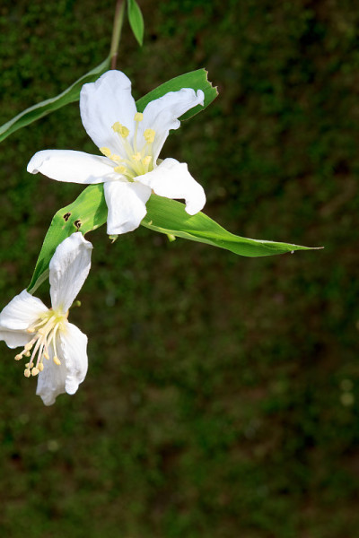 桐花落