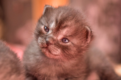 小猫